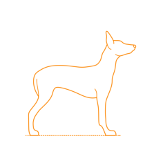 Animals Dogs Pharaoh Hound Sketch Style Svg Vector, Free Vectors File